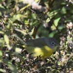 Nashville Warbler