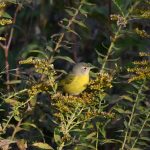 Nashville Warbler