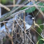 Dark-eyed Junco