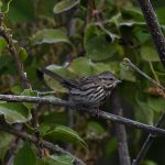 Song Sparrow