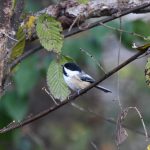 Black-capped Chickadee