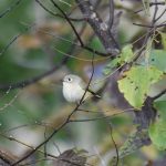 Ruby-crowned Kinglet