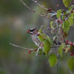 Cedar Waxwing