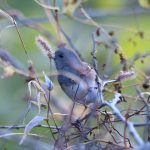 Dark-eyed Junco