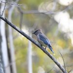 Cedar Waxwing