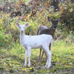White-tailed Deer
