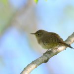 House Wren