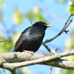 European Starling