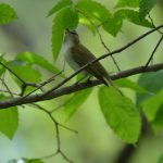 Red-eyed Vireo