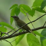 Red-eyed Vireo