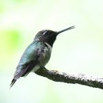 Ruby-throated Hummingbird