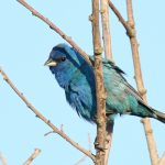 Indigo Bunting