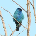 Indigo Bunting