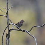 Fox Sparrow