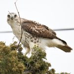 Red-tailed Hawk