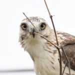 Red-tailed Hawk
