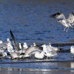 Iceland Gull