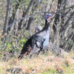Wild Turkey