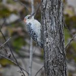 Red-bellied Woodpecker