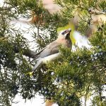 Cedar Waxwing