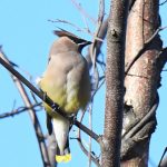 Cedar Waxwing