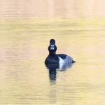 Ring-necked Duck