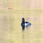Ring-necked Duck