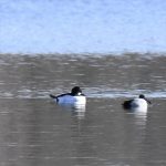 Common Goldeneye