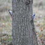 Downy Woodpecker