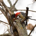 Red-bellied Woodpecker
