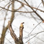 Red-bellied Woodpecker