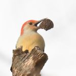 Red-bellied Woodpecker
