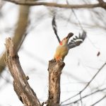 Red-bellied Woodpecker