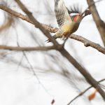 Red-bellied Woodpecker