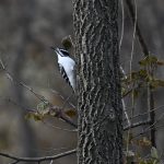 Downy Woodpecker