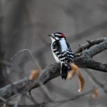 Downy Woodpecker