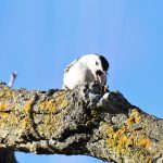 White-breasted Nuthatch