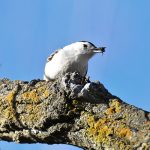 White-breasted Nuthatch