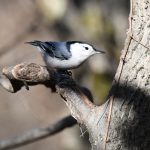 White-breasted Nuthatch