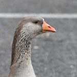 Domestic Goose