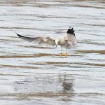 Ring-billed Gull
