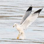 Ring-billed Gull