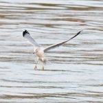 Ring-billed Gull