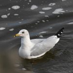 Ring-billed Gull