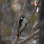 Downy Woodpecker