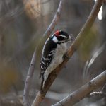 Downy Woodpecker