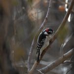 Downy Woodpecker