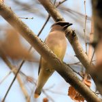 Cedar Waxwing
