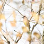 Cedar Waxwing