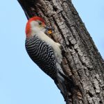 Red-bellied Woodpecker